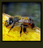 Insectos