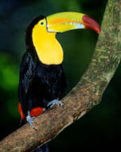 Las aves son vertebrados que se caracterizan principalmente por sus adaptaciones al vuelo.
