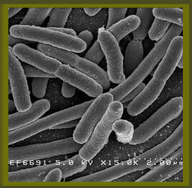 REINO Bacterias