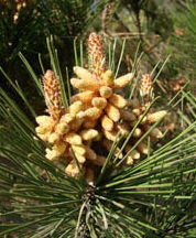 Los pinos y cedros (División: Gimnosperma) son un grupo de plantas vasculares con semilla de origen muy diverso.