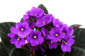 VIOLETA