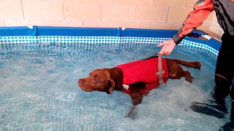 Fisioterapia Veterinaria