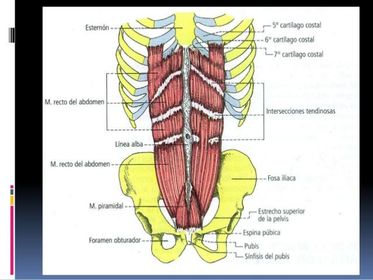 Musculos piramidales