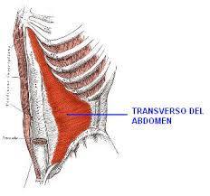 Musculo transverso del abdomen
