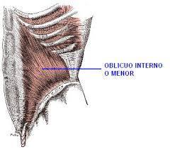 Musculo oblicuo interno (menor)