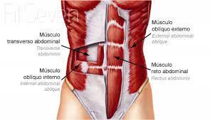 Musculo oblicuo externo (mayor)