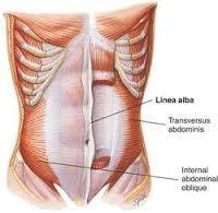 Linea alba