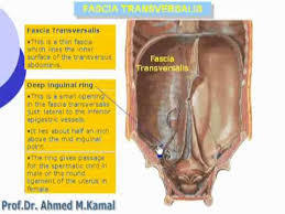 Fascia transversalis