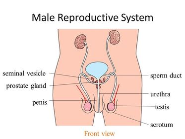 The urethra