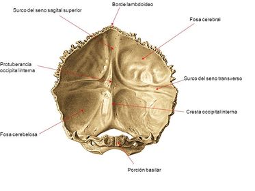 Visión interna anterior