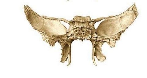Visión posterior