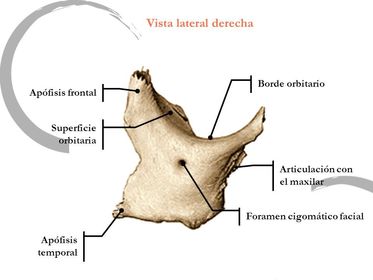 Vista anterior