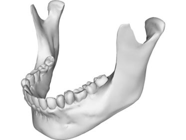 Cóndilo del maxilar inferior Escotadura sigmoidea Apófisis coronoides Ángulo mandibular Línea oblicua externa Cuerpo Protuberancia menton...