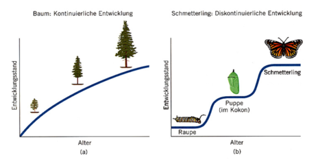 Inwiefern verläuft die Entwicklung kontinuierlich oder diskontinuierlich?