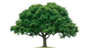 árbol