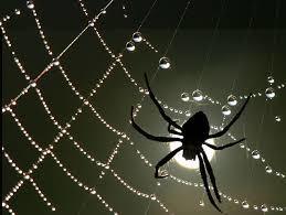 ARAÑA