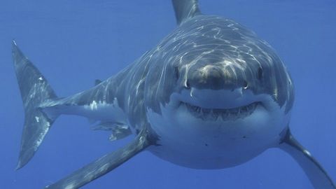 TIBURÓN MACHO
