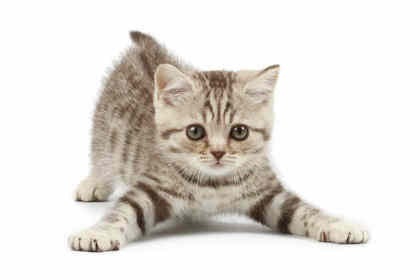 GATO