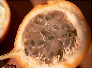 SEMILLAS DE GRANADILLA Cianurogénicos Glucósidos