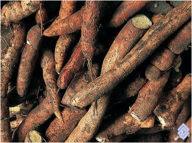 YUCA BRAVA Cianogénicos Glucósidos