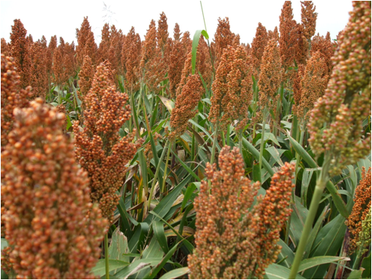 SORGO Cianogenico Glucosido