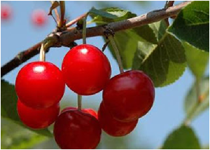 CEREZOS Cianogenico Glucosido