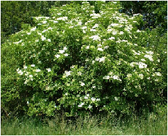 SAUCO Cianogenico Glucosido
