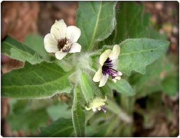 BELEÑO BLANCO o FLOR DE LA MUERTE