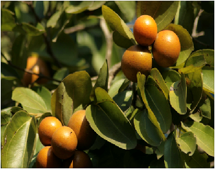 Strychnos nuxvomica alcaloide