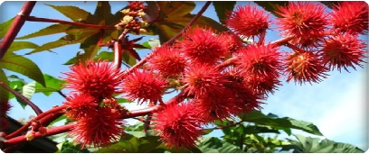 Ricinus communis alcaloide