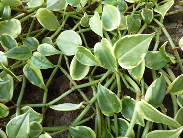 PEPEROMIA