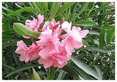 ADELFA Laurel de flor o de jardin