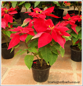 ESTRELLA FEDERAL o FLOR DE PASCUA