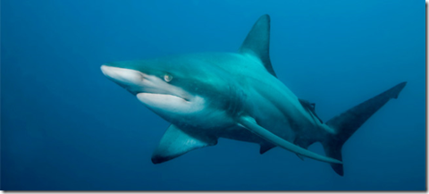 tiburón macho