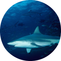 Tiburón macho