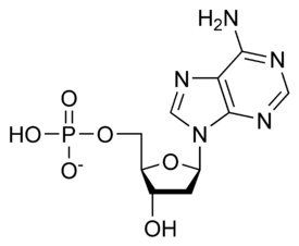 What is nucleotides? And how many parts does it have?