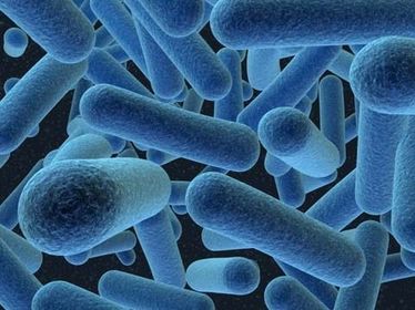 Bordetella pertussis