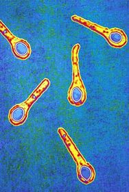 Clostridium tetanni