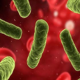 Enterobacter aerogenes productara de ampC