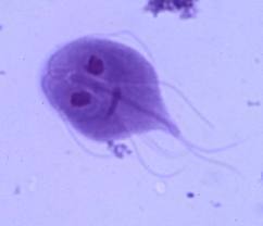 Giardia intestinales