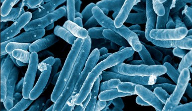 Mycopbacterium tuberculosis