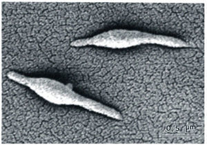 Mycoplasma pneumoniae