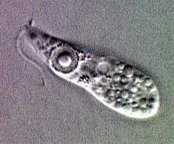 Naegleria fowleri