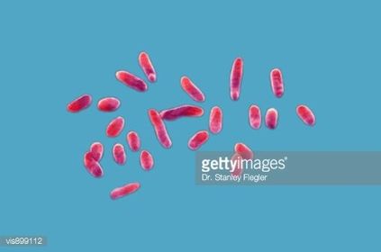 Serratia marcensces