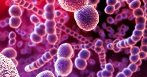 Streptococcus pneumoniae resistente a penicilina