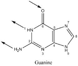 guanine (G)