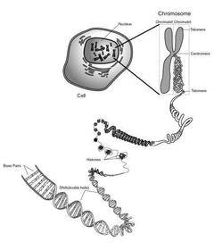chromosome number
