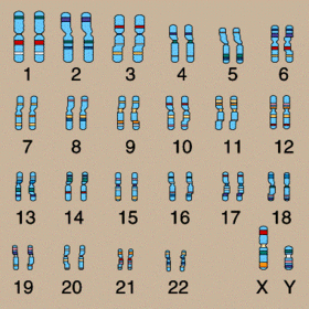sex chromosomes