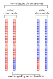 Homologous chromosomes: