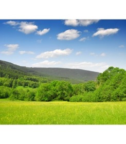 La verde pradera se llenaba de flores al llegar el buen tiempo